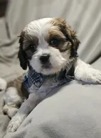 Luna (Microchipped), a female Shih Tzu for sale in Akron, CO – 3 of 9