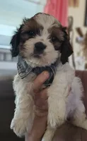 Teddy (Microchipped), a male Shih Tzu for sale in Akron, CO – 6 of 10