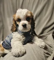 Boomer (Microchipped), a male Cavachon for sale in Akron, CO – 2 of 4