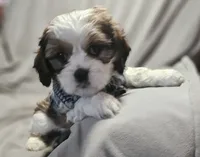 Luna (Microchipped), a female Shih Tzu for sale in Akron, CO – 4 of 9