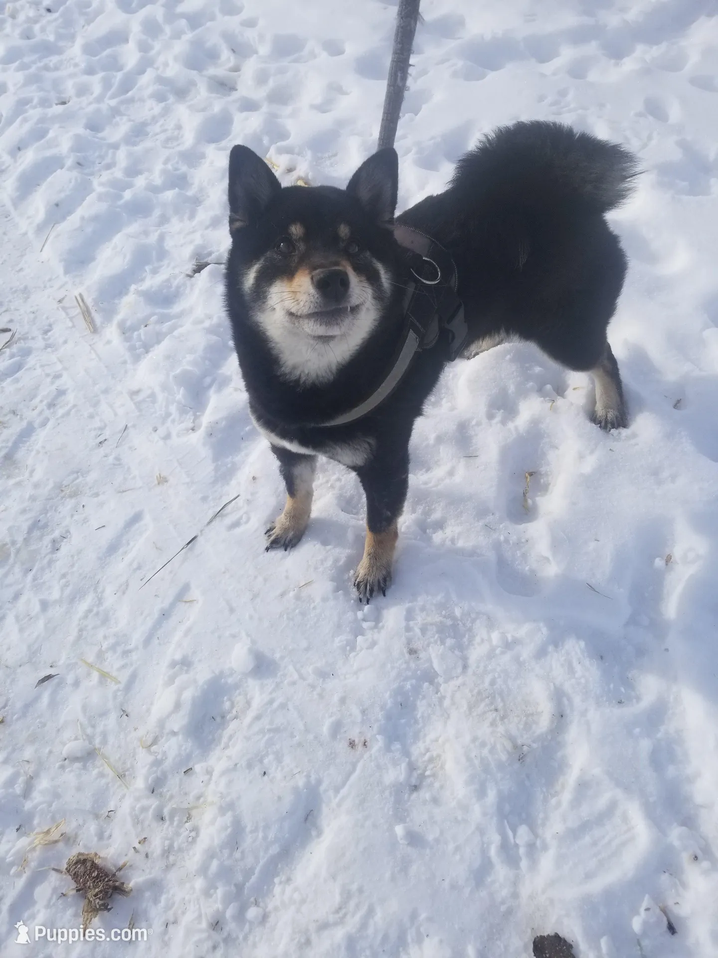 Etsu (Microchipped), a male Shiba Inu for sale in Akron, CO – Photo 9 of 10