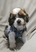 Archie (Microchipped), a male Shih Tzu for sale in Akron, CO – 6 of 10