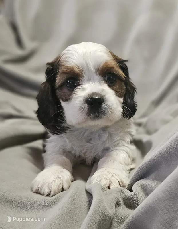 Biscuit – Shih Tzu puppy for sale in Akron, CO