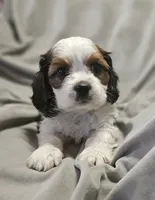 Biscuit, a male Shih Tzu for sale in Akron, CO – 1 of 9