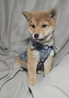 Sachi (Microchipped), a female Shiba Inu for sale in Akron, CO – 4 of 10