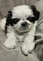 Tinker (Microchipped), a male Shih Tzu for sale in Akron, CO – Photo 2 of 6