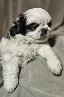 Tinker (Microchipped), a male Shih Tzu for sale in Akron, CO – Photo 5 of 6