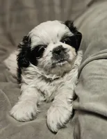 Tinker (Microchipped), a male Shih Tzu for sale in Akron, CO – Photo 1 of 6
