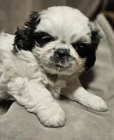 Tinker (Microchipped), a male Shih Tzu for sale in Akron, CO – Photo 4 of 6