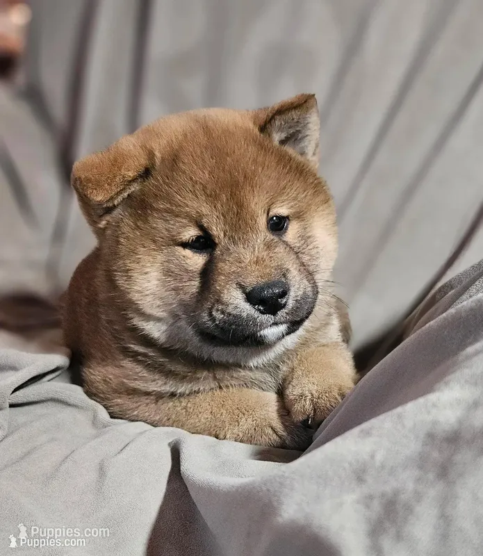 Ayame (Microchipped) – Shiba Inu puppy for sale in Akron, CO