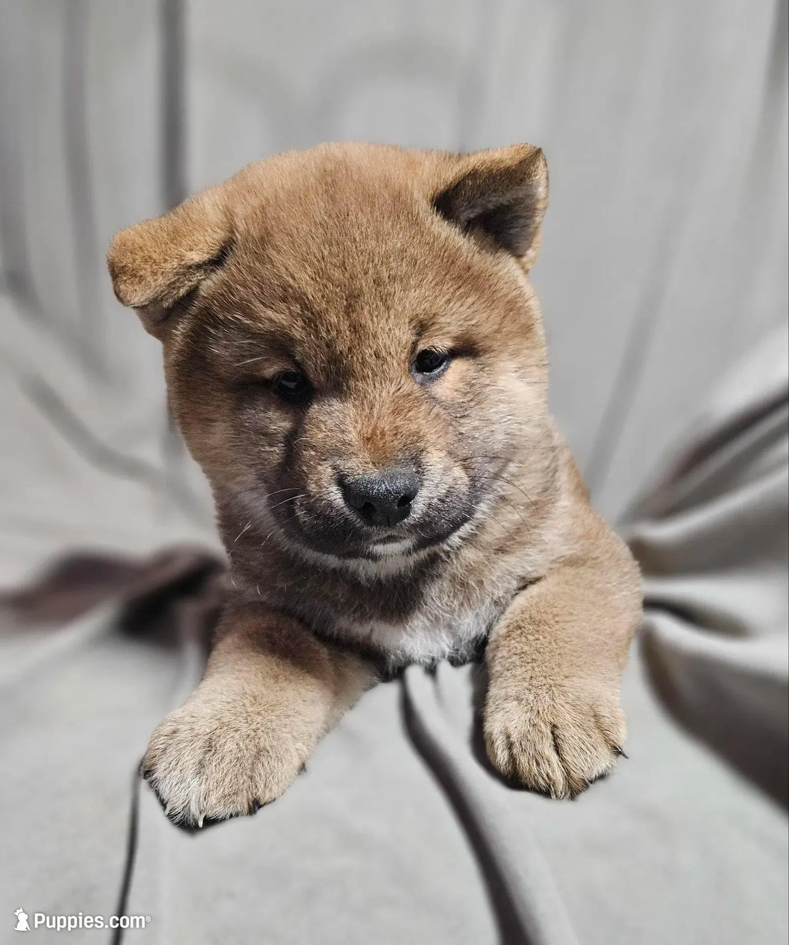 Ayame (Microchipped), a male Shiba Inu for sale in Akron, CO – Photo 4 of 8