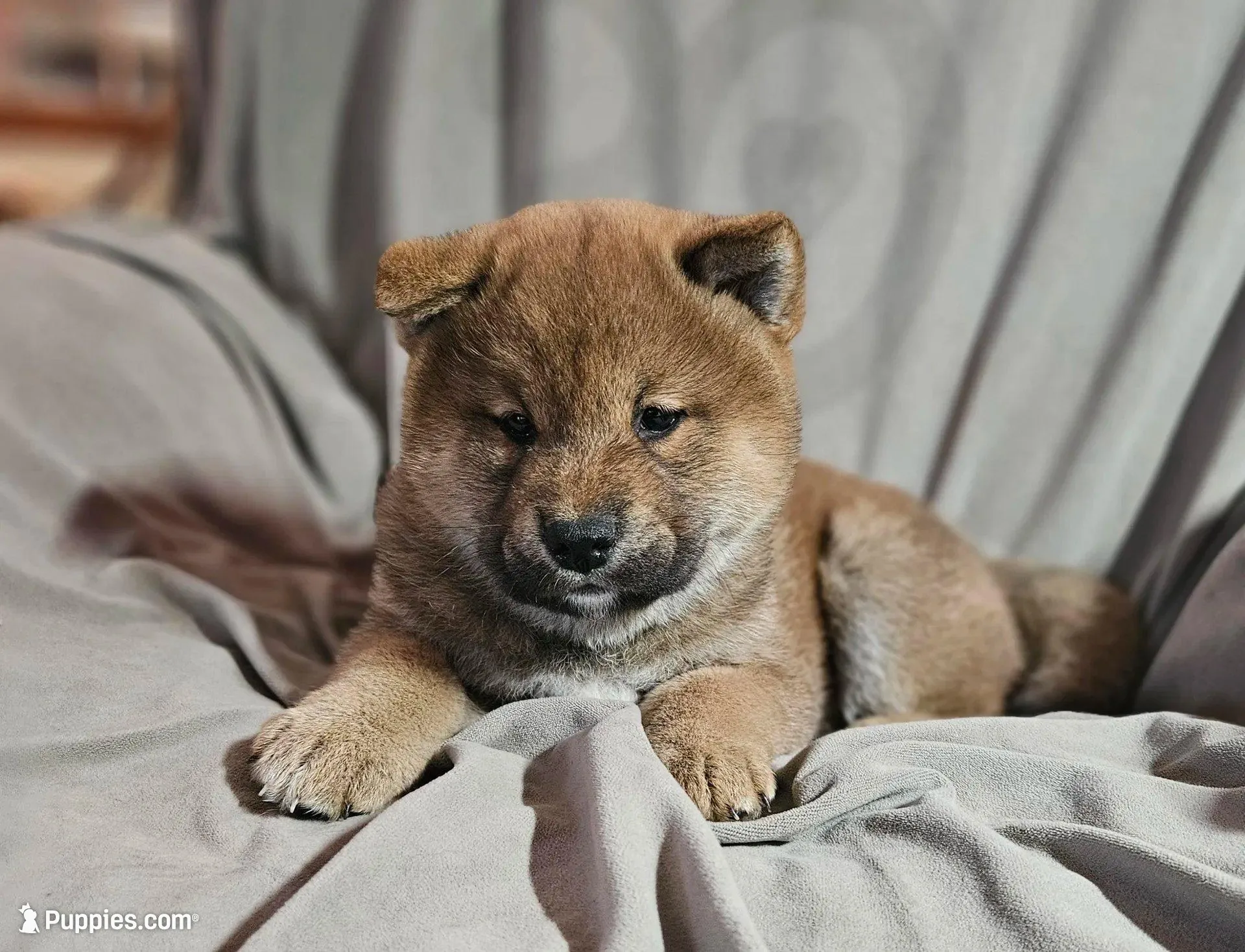 Ayame (Microchipped), a male Shiba Inu for sale in Akron, CO – Photo 2 of 8
