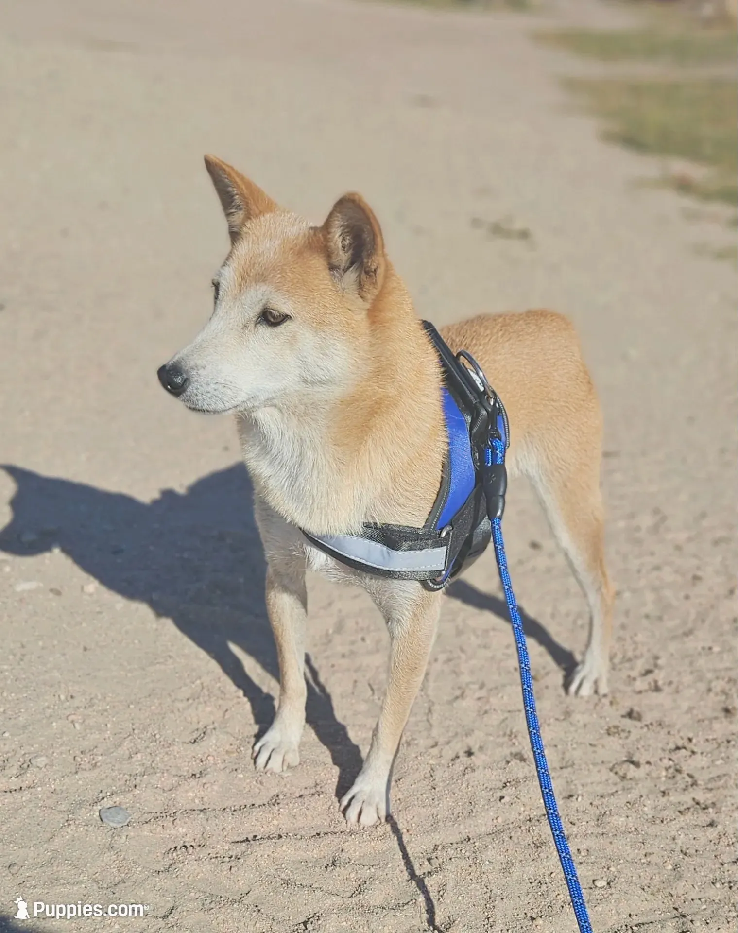 Sachi (Microchipped), a female Shiba Inu for sale in Akron, CO – 9 of 10