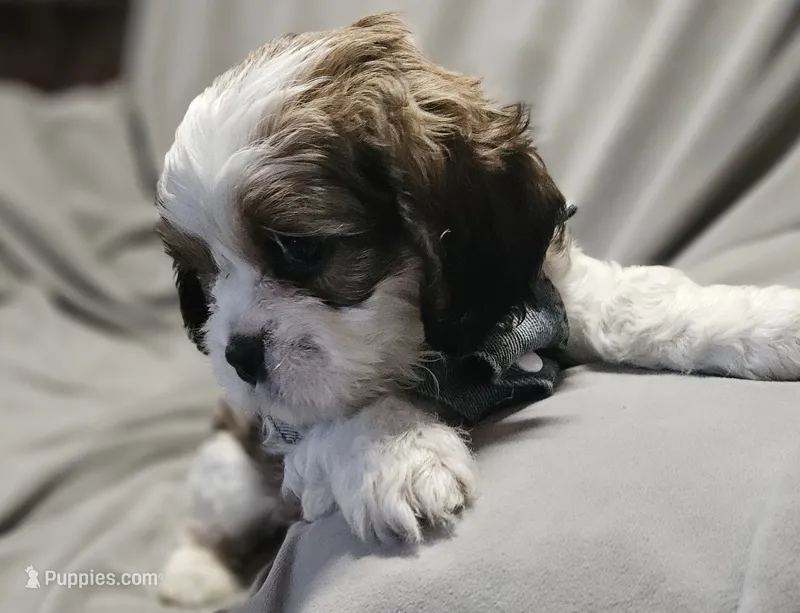 Luna (Microchipped) – Shih Tzu puppy for sale in Akron, CO