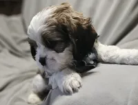 Luna (Microchipped), a female Shih Tzu for sale in Akron, CO – 1 of 9