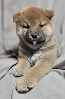 Aka (Microchipped), a male Shiba Inu for sale in Akron, CO – Photo 3 of 8