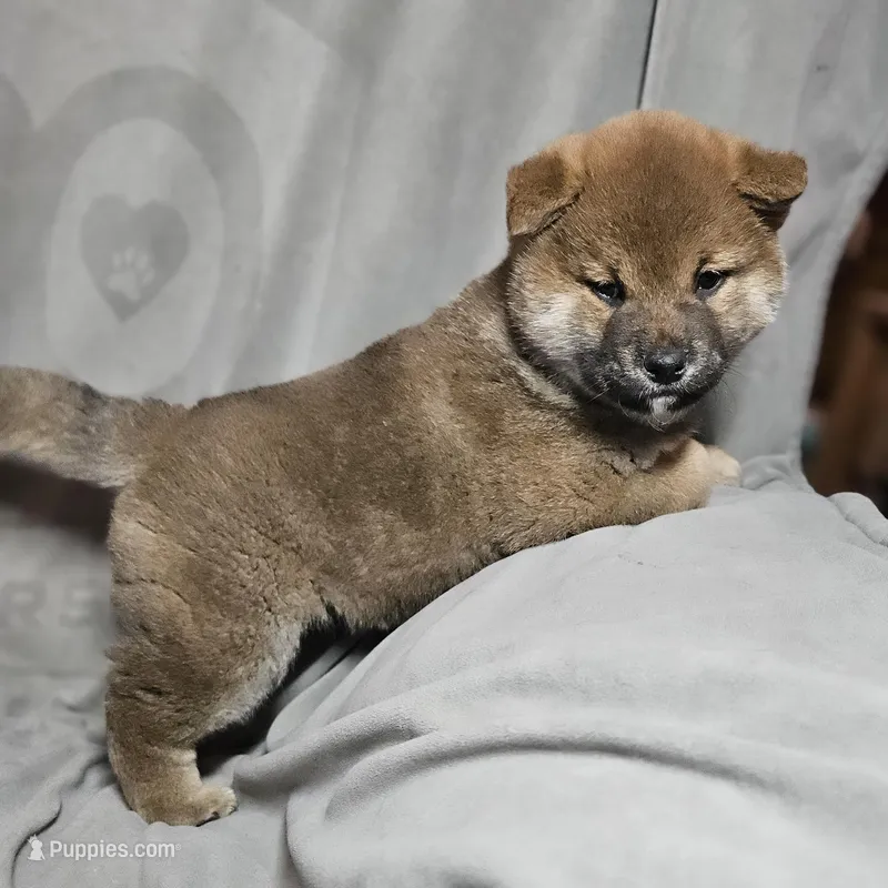 Aka (Microchipped) – Shiba Inu puppy for sale in Akron, CO