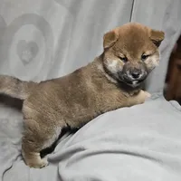 Aka (Microchipped), a male Shiba Inu for sale in Akron, CO – Photo 1 of 8