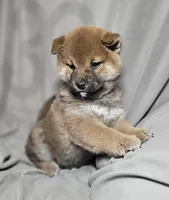 Aka (Microchipped), a male Shiba Inu for sale in Akron, CO – Photo 5 of 8