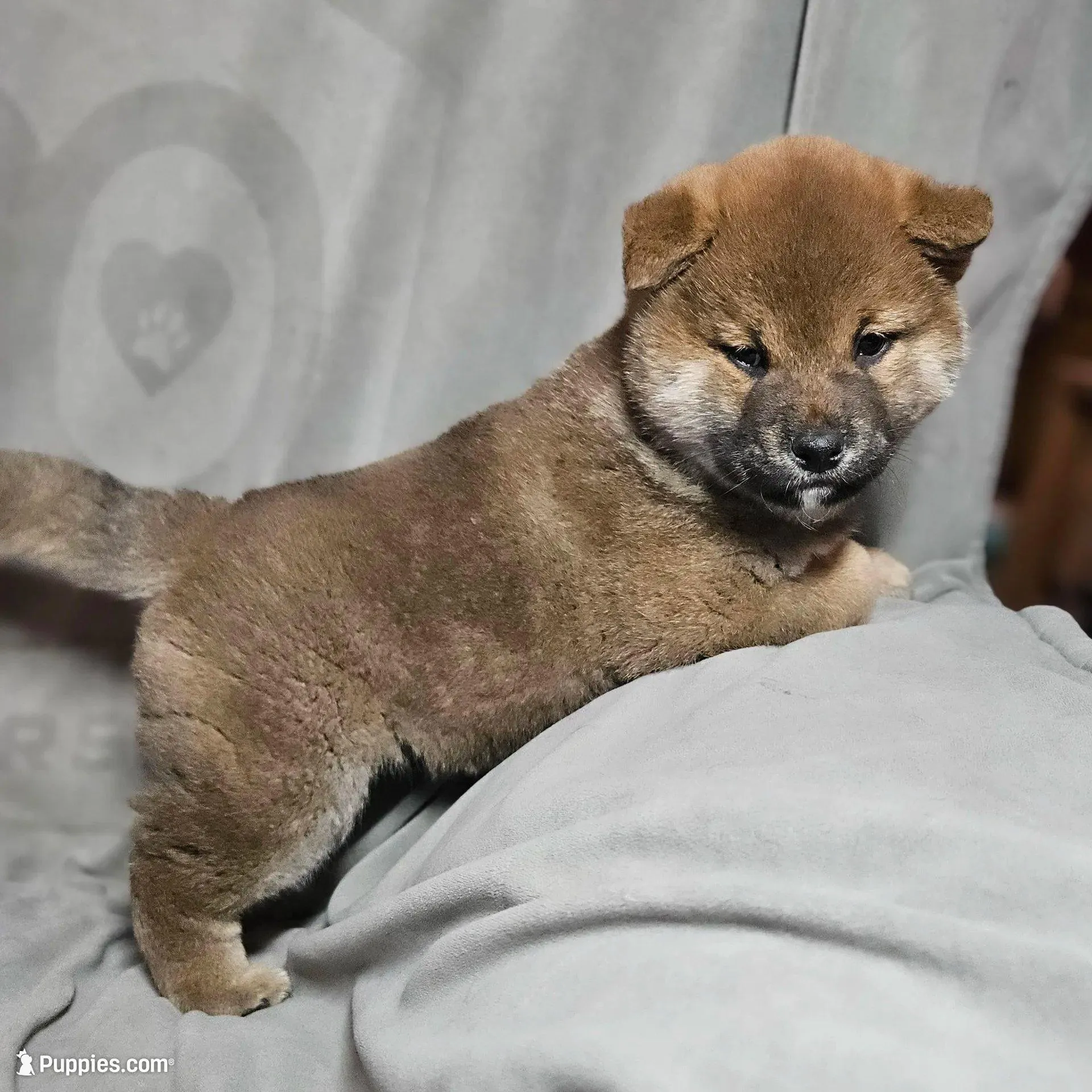 Aka (Microchipped) – Shiba Inu puppy for sale in Akron, CO