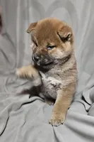 Aka (Microchipped), a male Shiba Inu for sale in Akron, CO – Photo 4 of 8