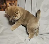 Aka (Microchipped), a male Shiba Inu for sale in Akron, CO – Photo 2 of 8