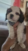 Milo, a male Shih Tzu for sale in Akron, CO – 8 of 10