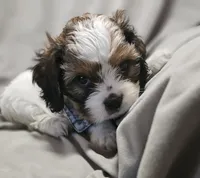Teddy (Microchipped), a male Shih Tzu for sale in Akron, CO – 2 of 10