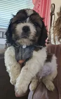 Charlie, a male Shih Tzu for sale in Akron, CO – 5 of 10