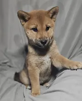 Momo..(Microchipped), a female Shiba Inu for sale in Akron, CO – 2 of 10