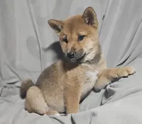 Momo..(Microchipped), a female Shiba Inu for sale in Akron, CO – 3 of 10