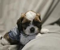 Archie (Microchipped), a male Shih Tzu for sale in Akron, CO – 5 of 10