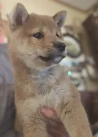 Mai (Microchipped), a female Shiba Inu for sale in Akron, CO – 10 of 10