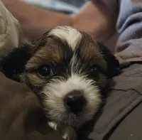 Charlie, a male Shih Tzu for sale in Akron, CO – 8 of 10