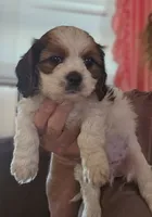 Biscuit, a male Shih Tzu for sale in Akron, CO – 4 of 9