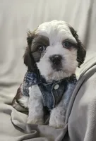 Milo, a male Shih Tzu for sale in Akron, CO – 2 of 10