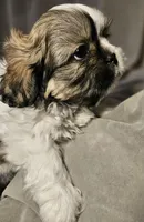 Mikey (Microchipped), a male Shih Tzu for sale in Akron, CO – Photo 5 of 7