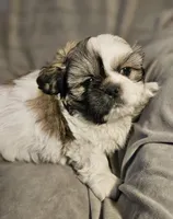 Mikey (Microchipped), a male Shih Tzu for sale in Akron, CO – Photo 4 of 7