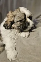 Mikey (Microchipped), a male Shih Tzu for sale in Akron, CO – Photo 6 of 7