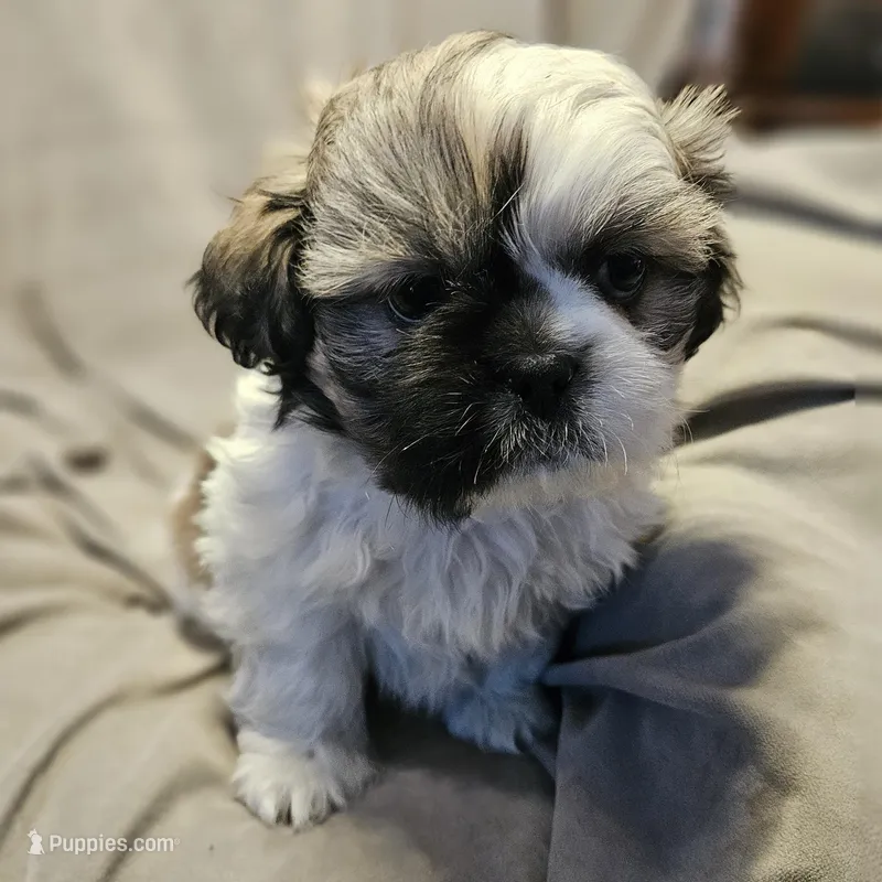 Mikey (Microchipped)