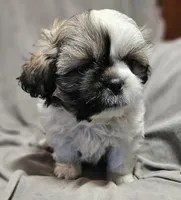Mikey (Microchipped), a male Shih Tzu for sale in Akron, CO – Photo 7 of 7