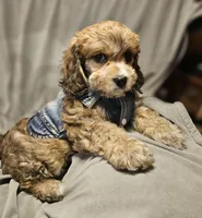 Jasper (Microchipped), a male Cavachon for sale in Akron, CO – 4 of 4