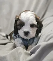 Milo, a male Shih Tzu for sale in Akron, CO – 5 of 10
