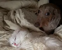 Chino, a male Miniature Dachshund for sale in Grandview, MO – Photo 3 of 3