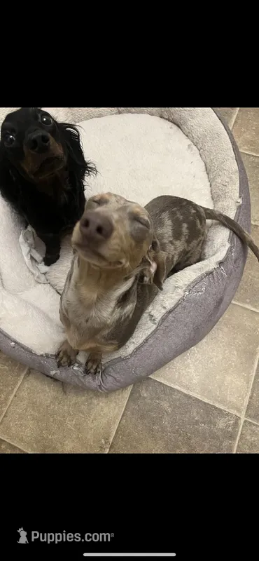 Chino – Miniature Dachshund puppy for sale in Grandview, MO