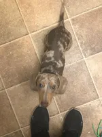 Chino, a male Miniature Dachshund for sale in Grandview, MO – Photo 2 of 3