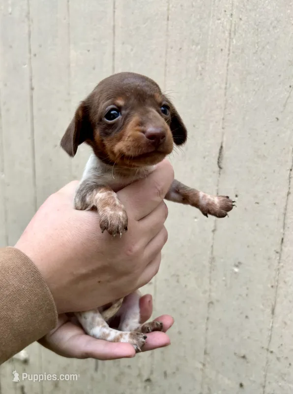 Girl – Miniature Dachshund puppy for sale in Spicer, MN