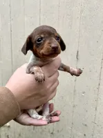 Girl, a female Miniature Dachshund for sale in Spicer, MN – 1 of 4