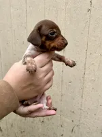 Girl, a female Miniature Dachshund for sale in Spicer, MN – 2 of 4