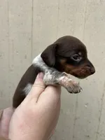 Boy, a male Miniature Dachshund for sale in Spicer, MN – 1 of 4